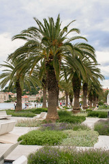 Dalmatia, palm trees in the park