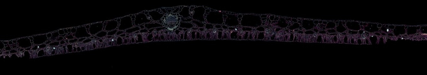 candock leaf - cross section cut under the microscope – microscopic view of plant cells for...