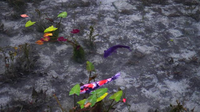 日本の岐阜県にある、名もなき池（通称モネの池）の錦鯉