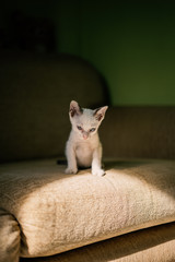 White cat sitting on the couch
