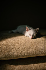 White cat sleeping on the couch