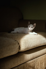 White cat laying on the couch
