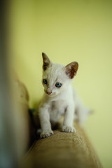 white cat on top of the couch