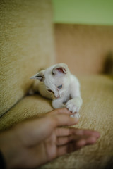 White cat playing with human hand