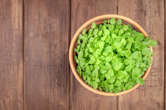 Overhead photo of fresh green lemon balm, melissa, in a pot with a place for text