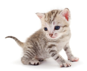 Obraz premium Small gray kitten .