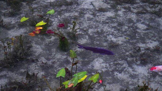 日本の岐阜県にある、名もなき池（通称モネの池）の錦鯉