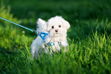 A Maltese dog is standing at grass at the city park and looking forward. This miniature toy-dog with a blue leash has white colored fur and brown eyes. There is a lot of green grass.