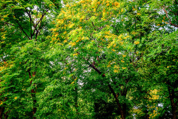 green leaves of tree in spring