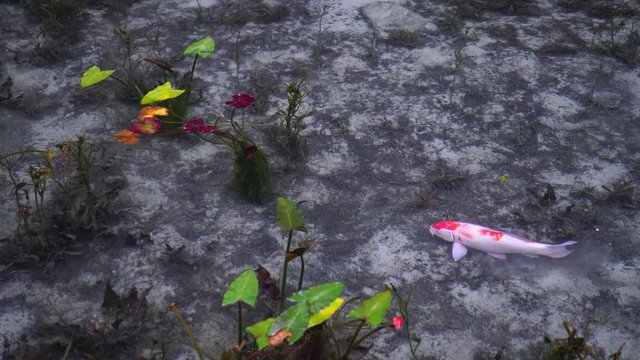 日本の岐阜県にある、名もなき池（通称モネの池）の錦鯉