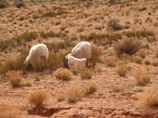 Wild goats
