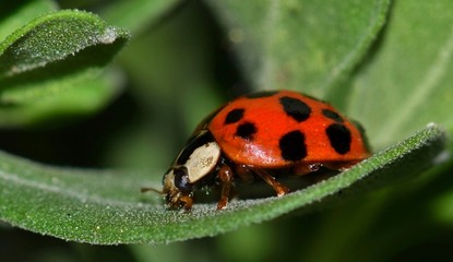 A timid Multicolored Asian Lady Beetle takes refuge on a Barometer Bush leaf. These lady beetles...