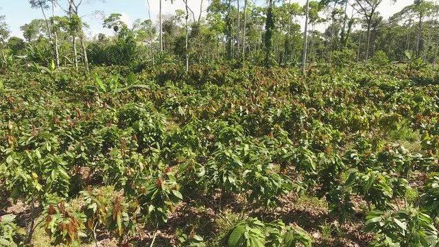 Flying over cacao bushes (Theobroma cacao) in a plantation cut out of the rainforest in the Ecuadorian Amazon. 