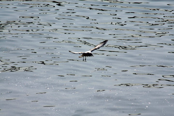 A seagull in flight