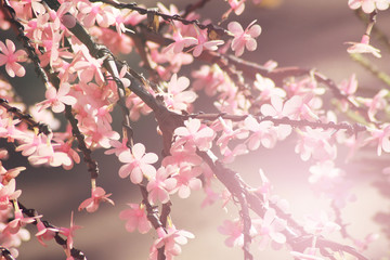 Beautiful cherry blossom trees or sakura blooming