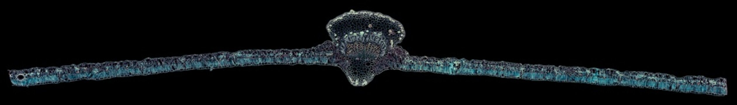 cotton leaf - cross section cut under the microscope &ndash; microscopic view of plant cells for botanic education