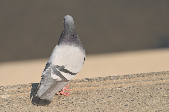 96 最適な 土鳩 画像 ストック写真 ベクター Adobe Stock 96 最適な 土鳩 画像 ストック写真 ベクター Adobe Stock