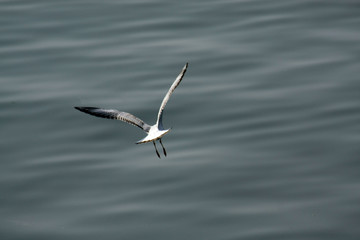 A seagull in flight