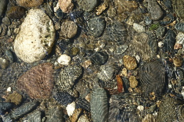 Image of the bottom of a mountain river.
