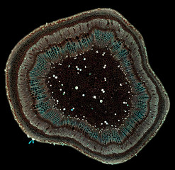 cotton stem - cross section cut under the microscope – microscopic view of plant cells for...