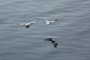 Fototapeta na wymiar A seagull in flight