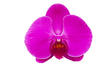 Fototapeta na wymiar Pink orchid flower isolate on white background