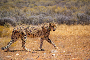 Tagged Cheetah