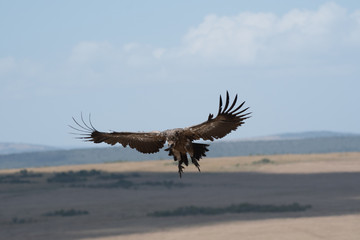 African white-backed vulture landing in Masai Mara, Kenya.