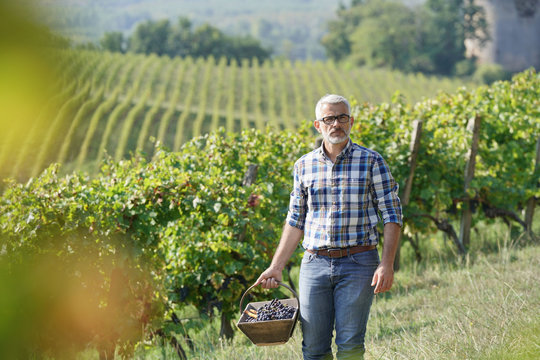 Winemaker walking in vineyard during harvest season