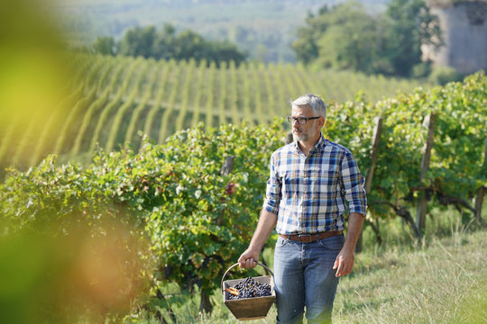 Winemaker walking in vineyard during harvest season