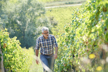 Winemaker walking in vineyard