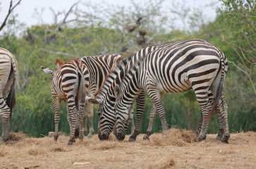 Group of Zebras in the zoo.