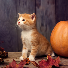 Fototapeta na wymiar halloween pumpkin jack-o-lantern and ginger kitten on black wood background