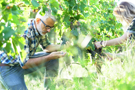Harvester in vineyard