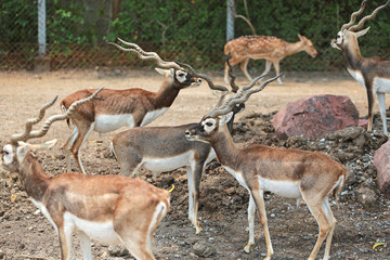 Group of Blackbuck deers (Antilope cervicapra) in zoo.