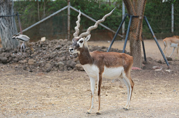 Naklejka na ściany i meble Blackbuck deer pee (Antilope cervicapra)