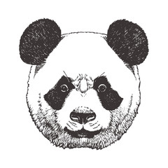 Portrait of Panda, hand-drawn illustration, vector