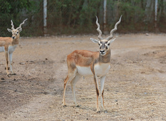 Blackbuck deer (Antilope cervicapra) in zoo.