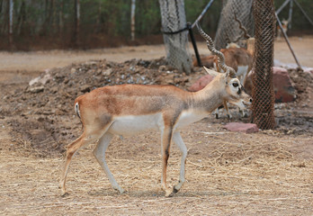 Blackbuck deer (Antilope cervicapra) walking in zoo.