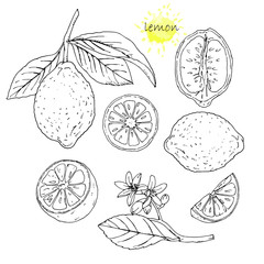 Hand-drawn illustration of Lemon, vector