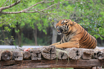 Portrait of bengal tiger on a wooden log in zoo.