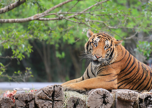 Portrait of bengal tiger on a wooden log in zoo.