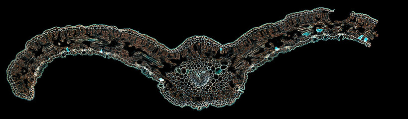 cycas revoluta - cross section cut under the microscope – microscopic view of plant cells for...