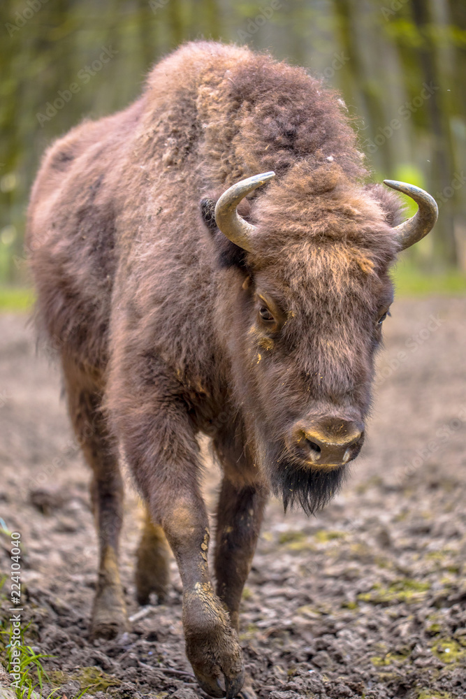 Poster Juvenile Wisent walking towards camera