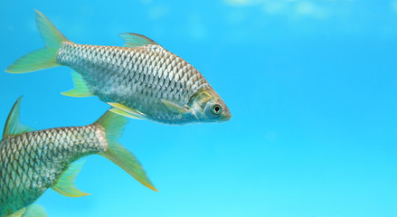 Silver barb swimming in water - fish in aquarium with copy space.
