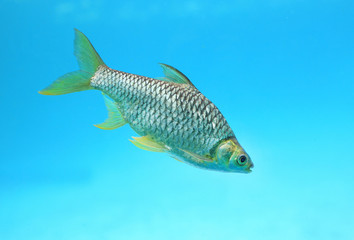 Fototapeta premium Silver barb swimming in water - fish in aquarium with copy space. 