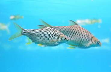 Group of Java barb fish (Barbonymus gonionotus) swimming in aquarium.