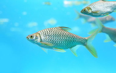 Group of Java barb fish (Barbonymus gonionotus) swimming in aquarium.