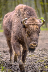 Juvenile Wisent walking towards camera