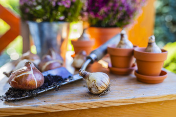 Bulbs of flowers ready for autumn planting.
